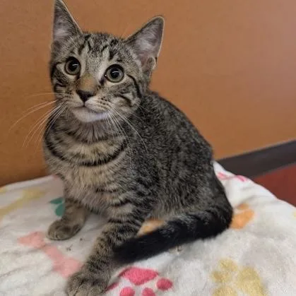A baby small-sized male Tabby (Brown / Chocolate) Domestic Short Hair cat named Vincent for adoption in Rochester, MN