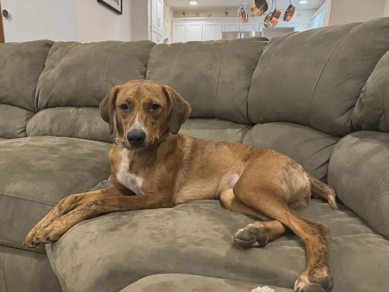 A young medium-sized female Red / Chestnut / Orange Redbone Coonhound dog named Barbie for adoption in Westwood, NJ