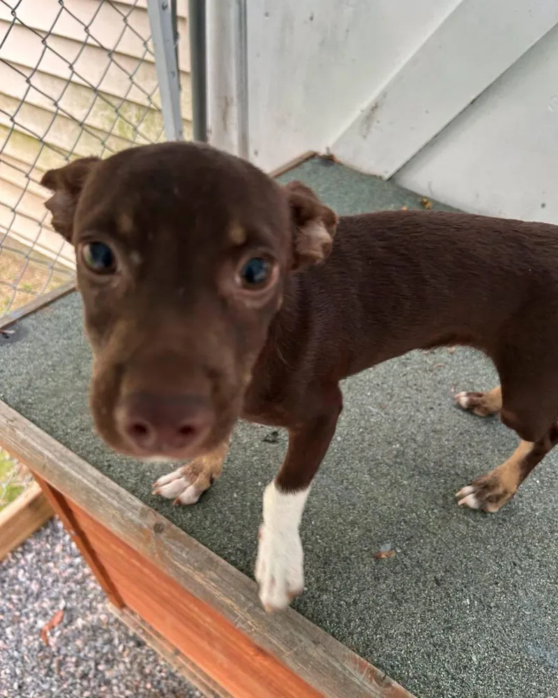 A baby small-sized male Brown / Chocolate Chihuahua dog named Flaco for adoption in Winsted, CT