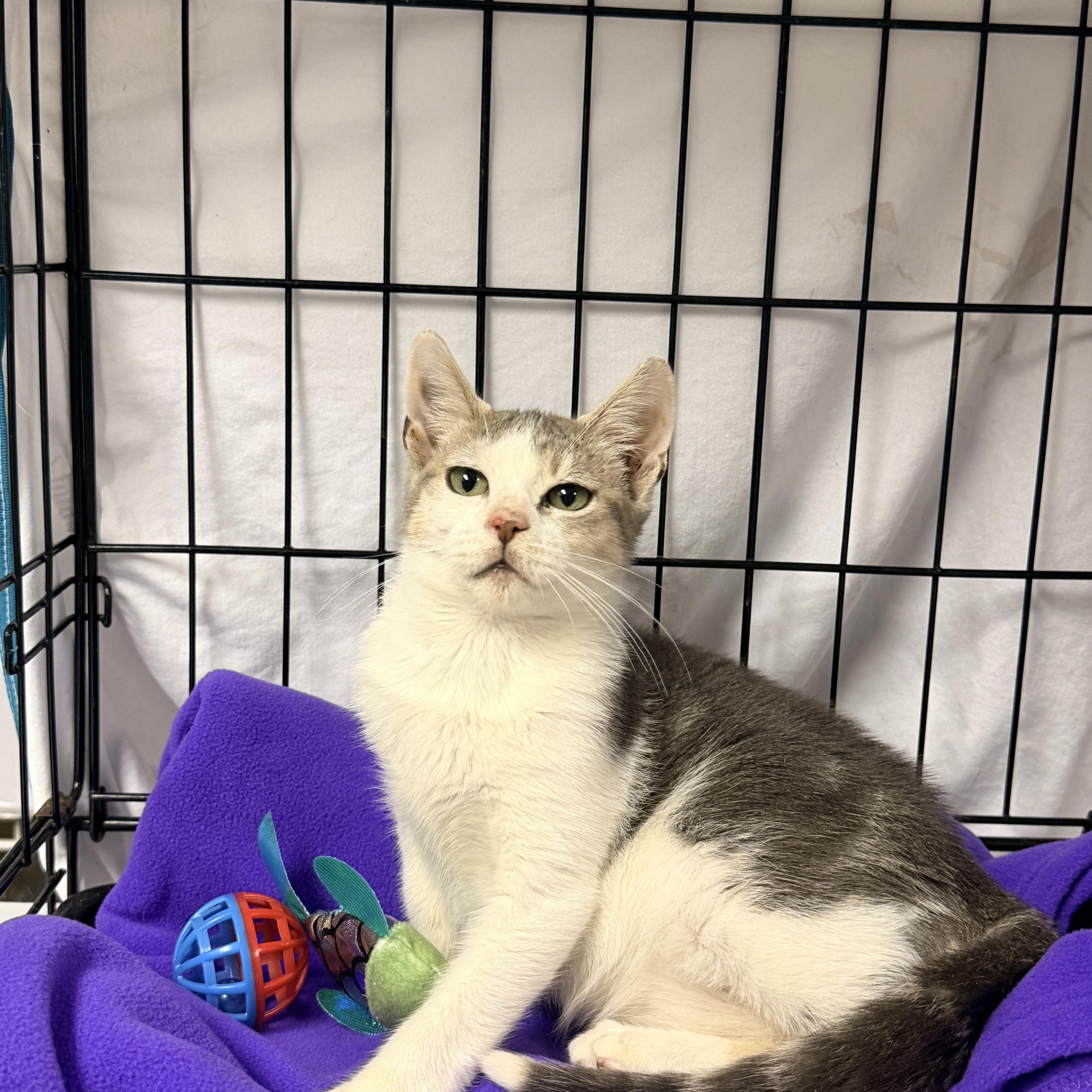 A baby small-sized male Tabby (Gray / Blue / Silver) Domestic Short Hair cat named Chicken for adoption in Bellmawr, NJ