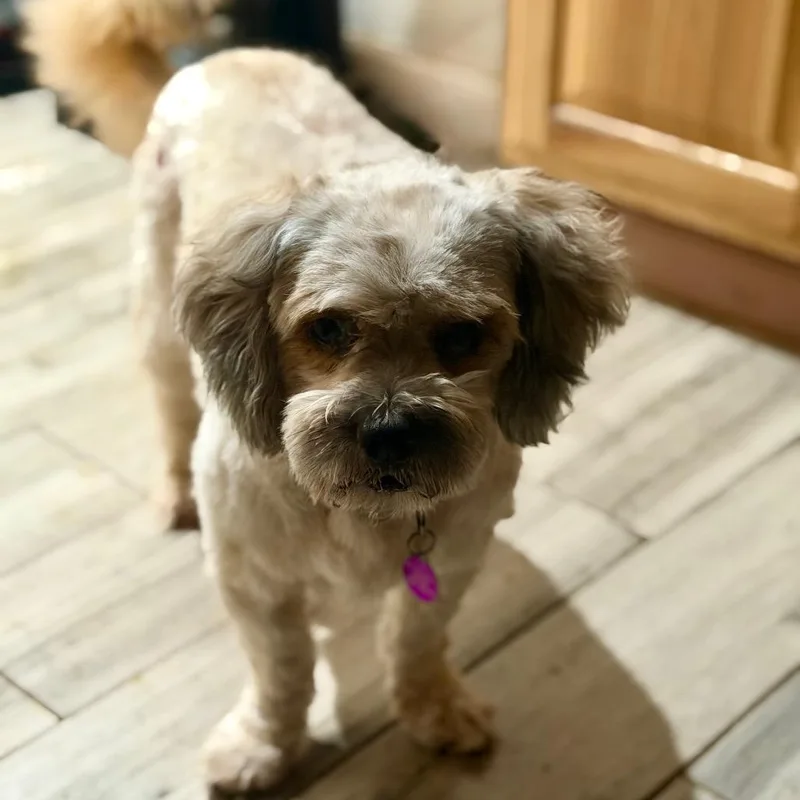 A senior small-sized male Lhasa Apso dog named Ace for adoption in Phoenix, AZ