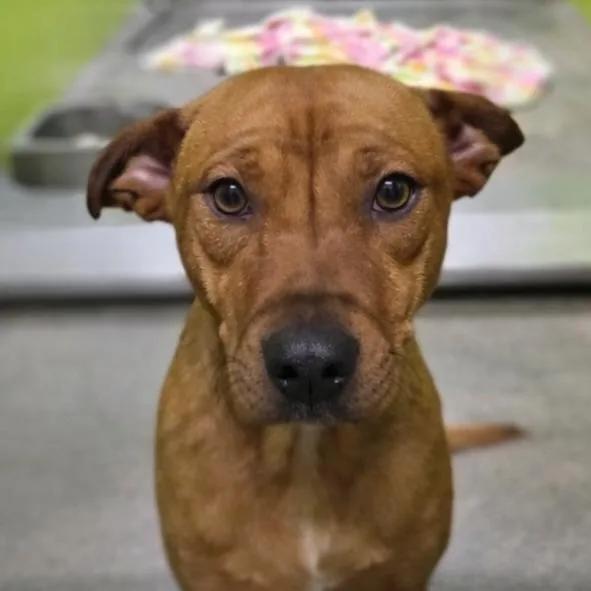 A young medium-sized male Yellow / Tan / Blond / Fawn Chihuahua dog named Dustin for adoption in San Jacinto, CA