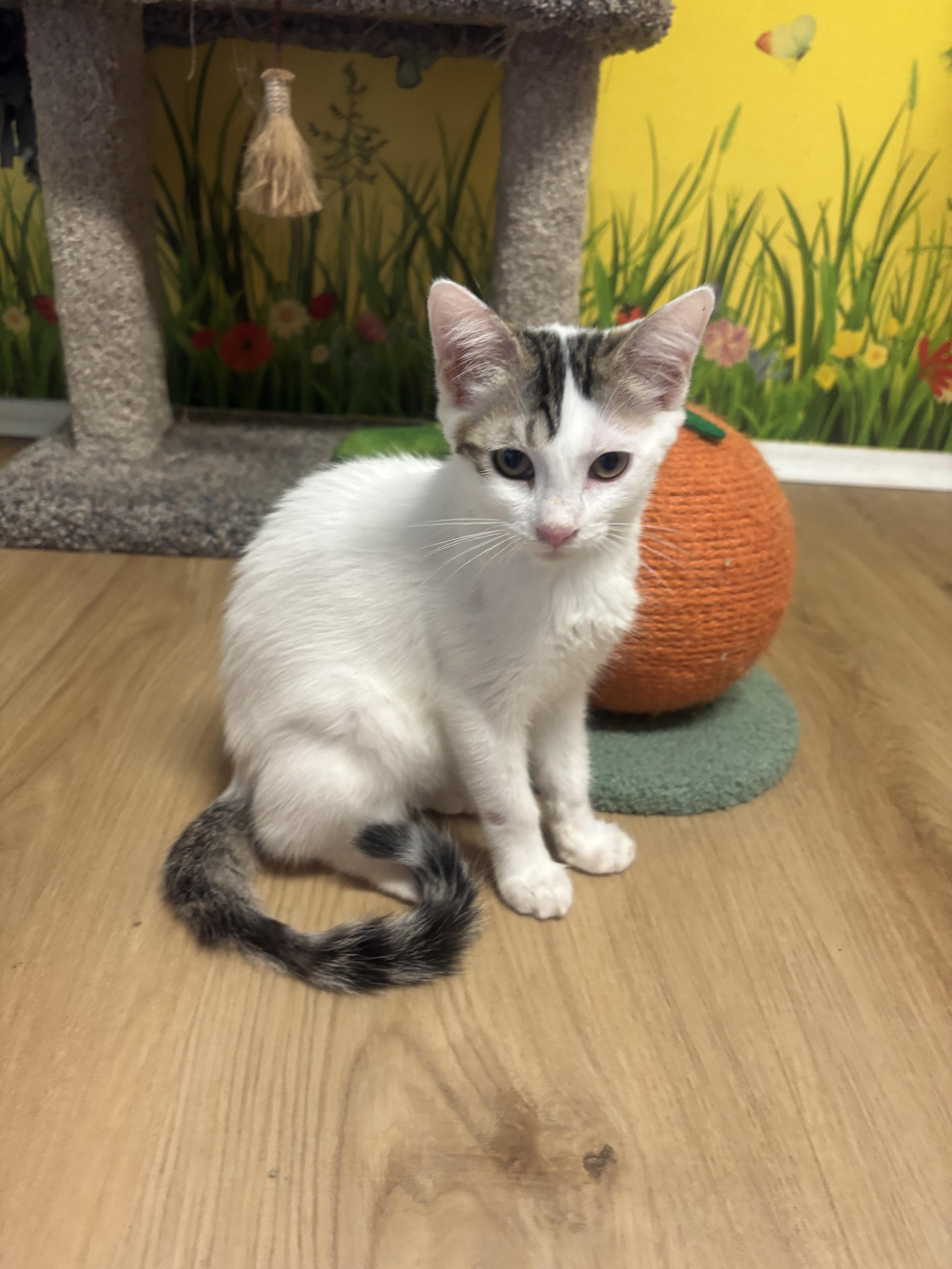 A young small-sized female White Domestic Short Hair cat named Skye for adoption in Whittier, CA