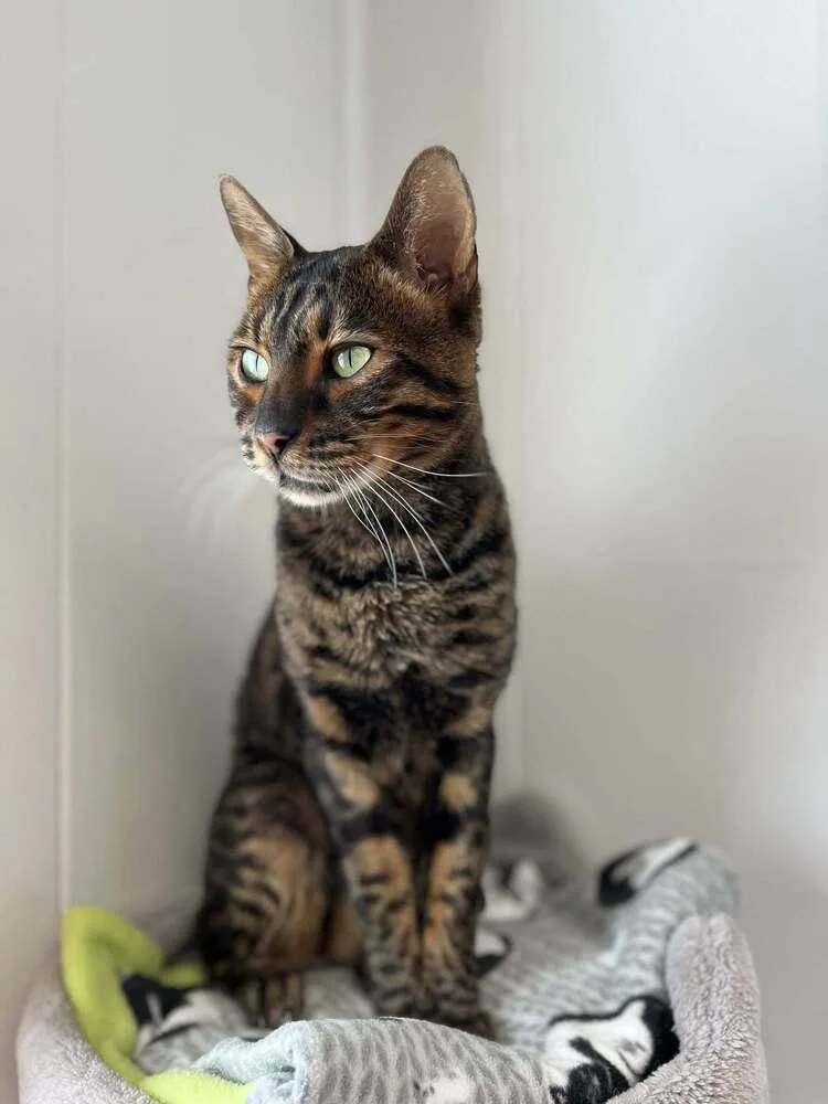 An adult medium-sized male Brown / Chocolate Bengal cat named Sefu for adoption in Papillion, NE
