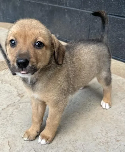 A baby medium-sized male Beagle dog named Dior for adoption in Wilkesboro, NC