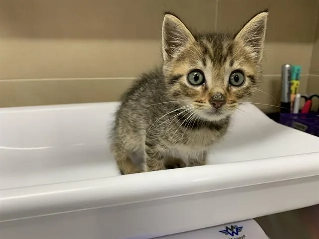 A baby small-sized male Domestic Short Hair cat named Diego for adoption in Grand Prairie, TX