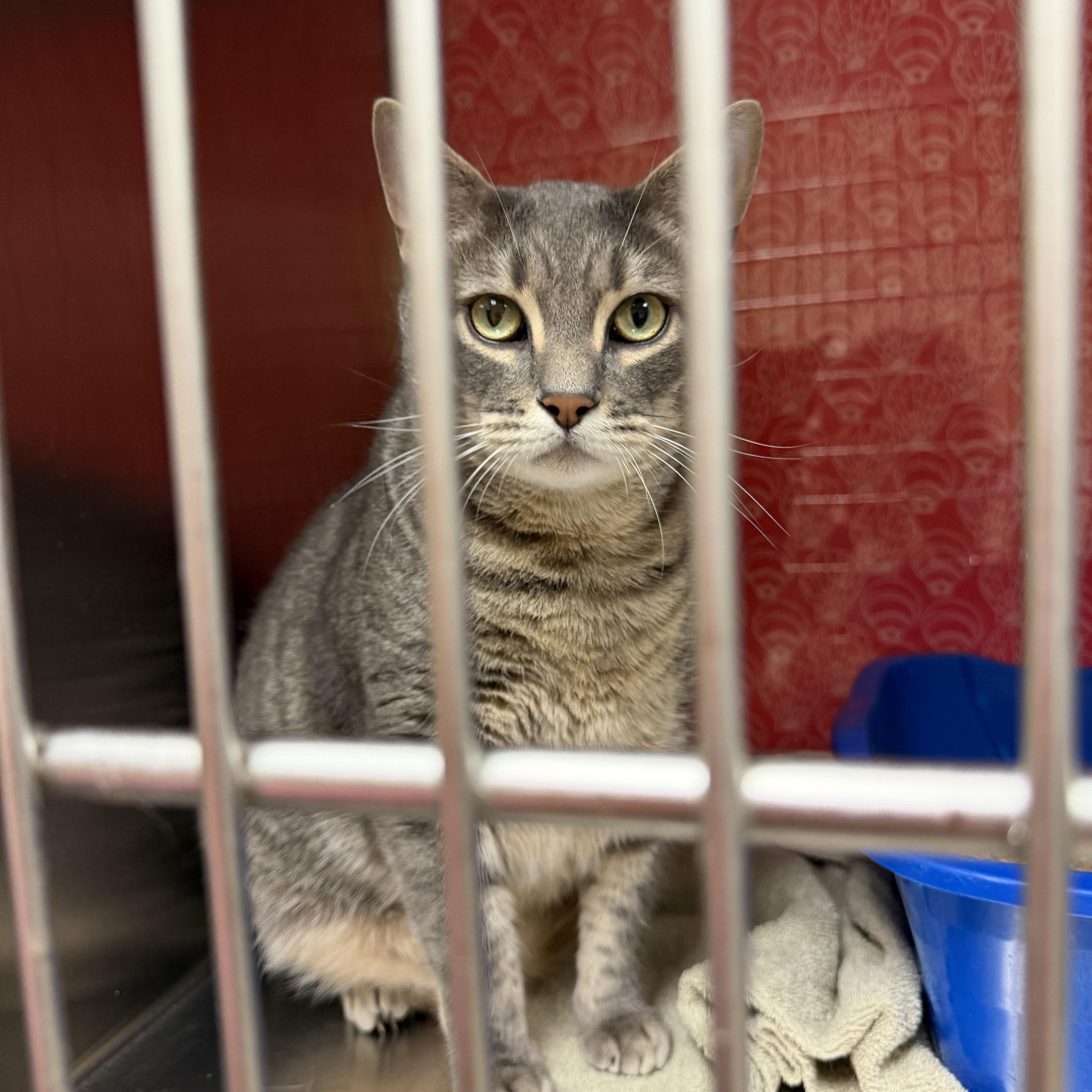 A young extra large-sized male Gray / Blue / Silver Domestic Short Hair cat named Lilly for adoption in Worcester, MA