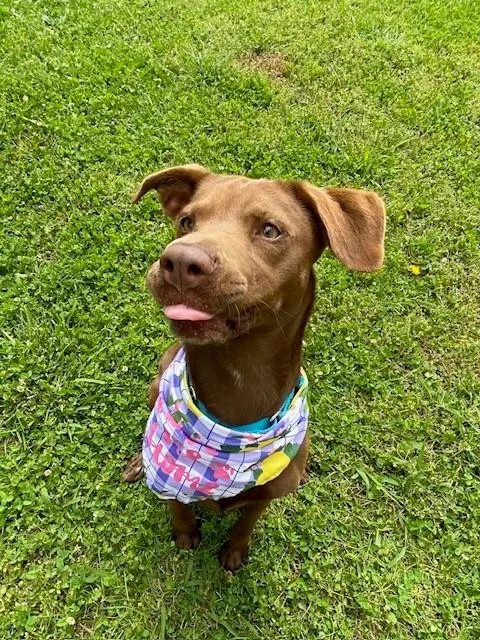 An adult medium-sized female Brown / Chocolate Labrador Retriever dog named Terracotta for adoption in Fayetteville, AR