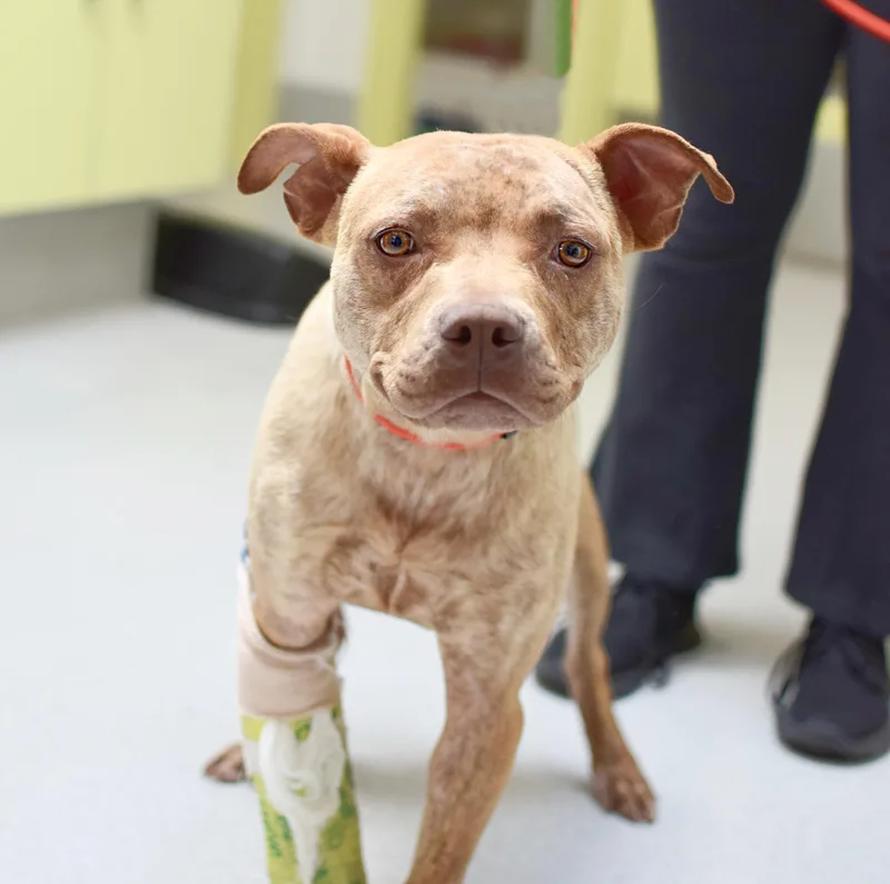 A young medium-sized male Golden Pit Bull Terrier dog named Biscoff for adoption in Pontiac, MI