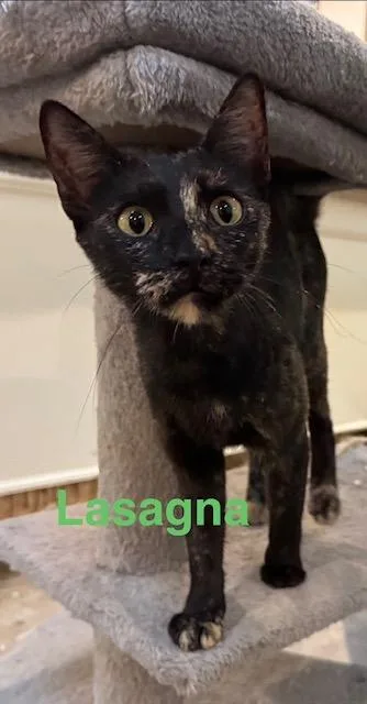 A baby medium-sized female Domestic Short Hair cat named Lasagna for adoption in Zimmerman, MN
