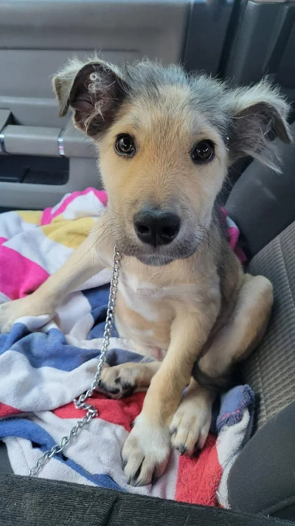 A baby small-sized male Mixed Breed dog named Taylor for adoption in Mesa, AZ