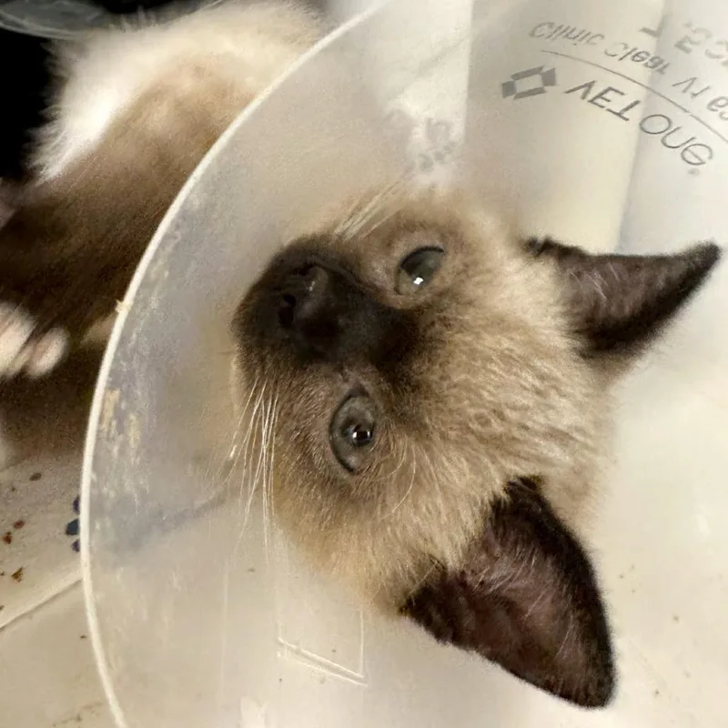 A baby small-sized female Lilac Point Domestic Medium Hair cat named Douglas Fir for adoption in Woodinville, WA