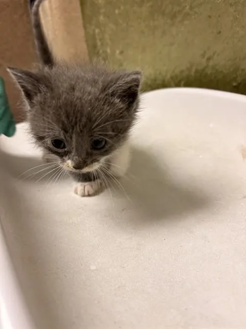 A baby small-sized female Domestic Short Hair cat named Whitney for adoption in Riverside, CA