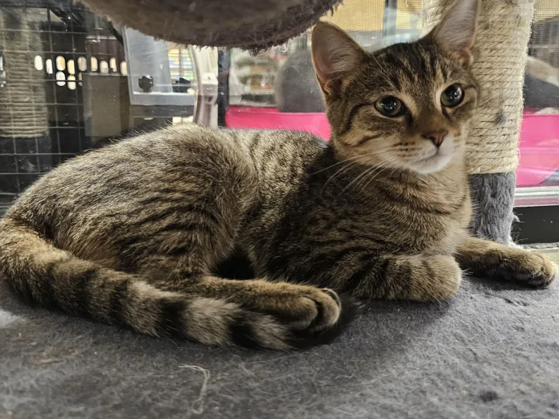 A baby medium-sized male Tabby (Brown / Chocolate) Tabby cat named Ghost for adoption in Richmond, VA