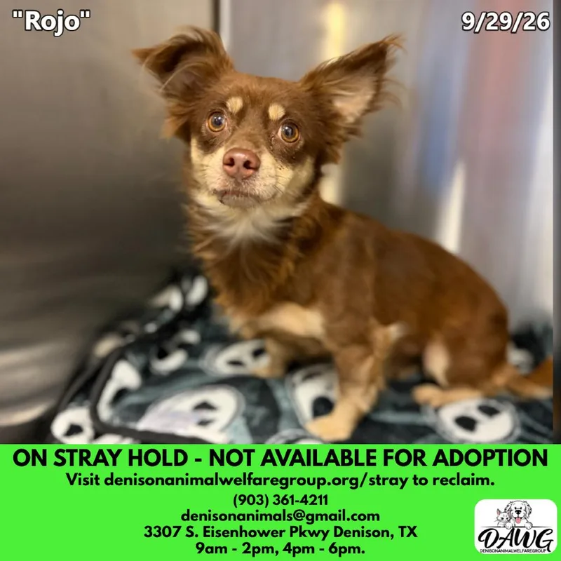 An adult small-sized male Brown / Chocolate Chihuahua dog named Rojo for adoption in Denison, TX