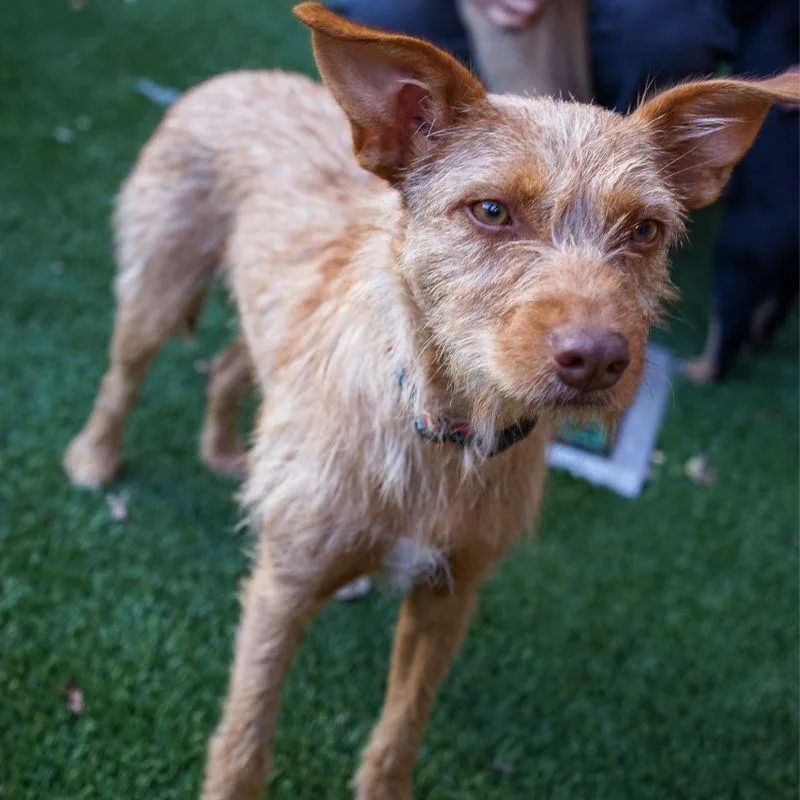 An adult small-sized female Terrier dog named Jolene for adoption in Jackson, WY