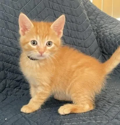A baby small-sized male Domestic Short Hair cat named Max for adoption in Camarillo, CA
