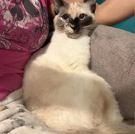 An adult medium-sized female Siamese cat named Violette for adoption in Antioch, CA