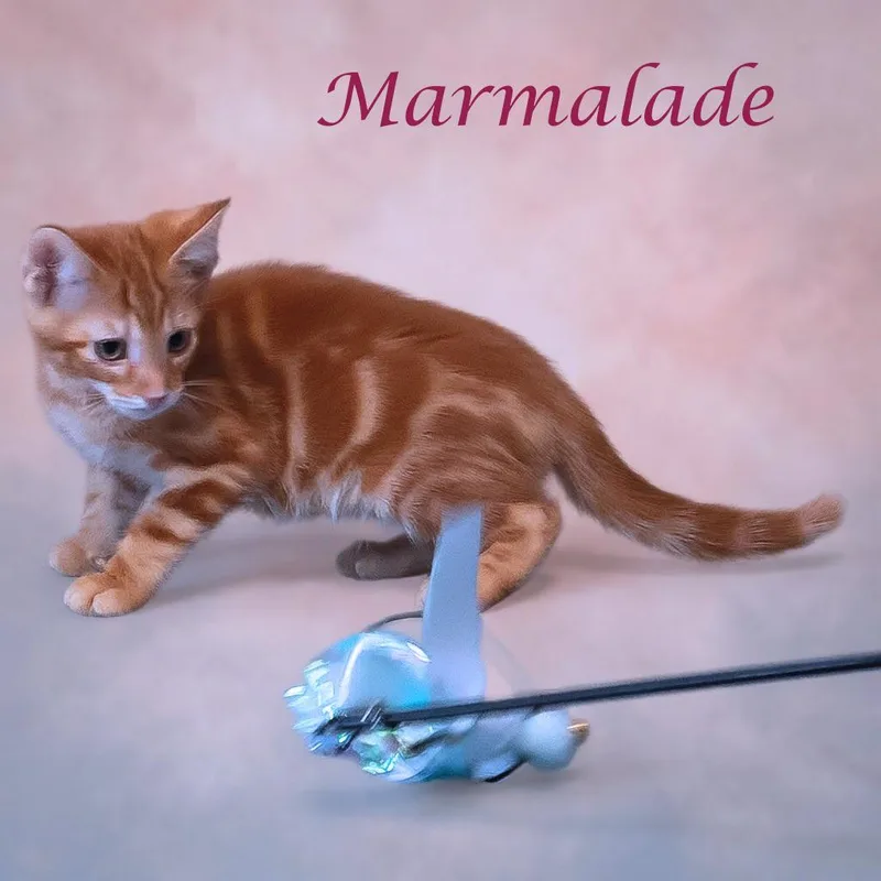 Marmalade C