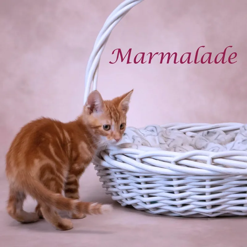 Marmalade C thumbnail 2