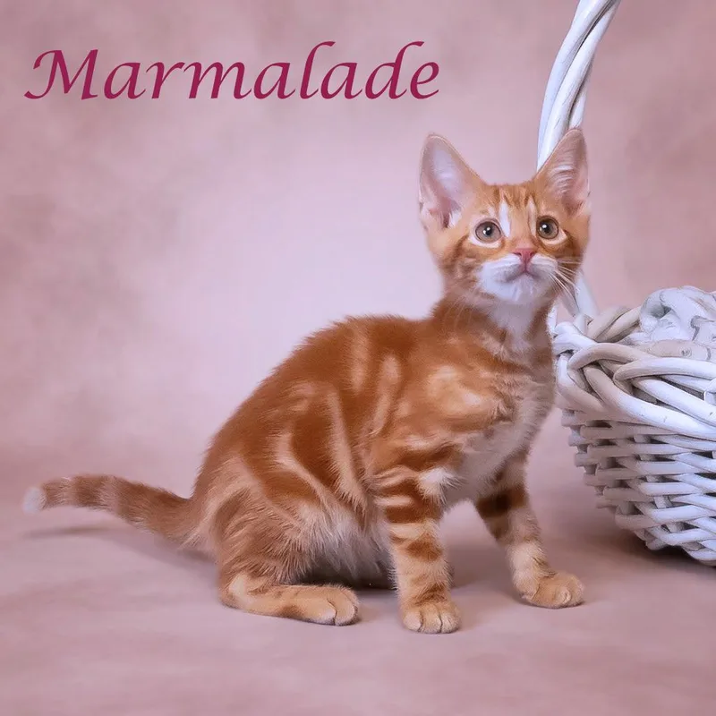 Marmalade C thumbnail 3