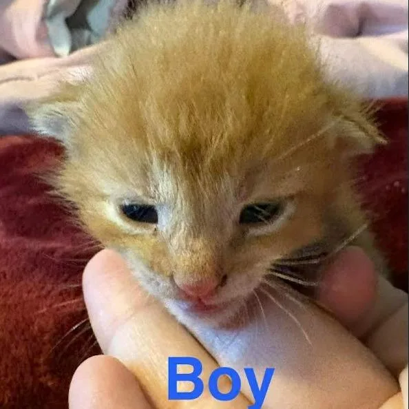 Marmalade C thumbnail 4
