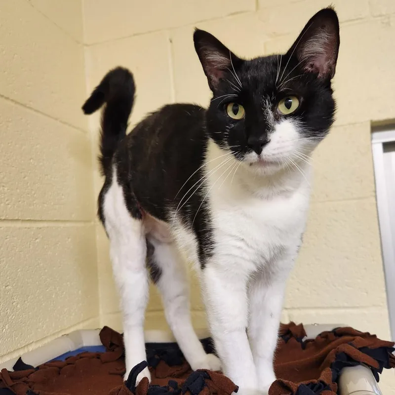 A young large-sized male Black Domestic Short Hair cat named Chet for adoption in Hamburg, NY