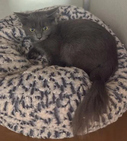 A young small-sized male Domestic Medium Hair cat named Mercury for adoption in Fresno, CA