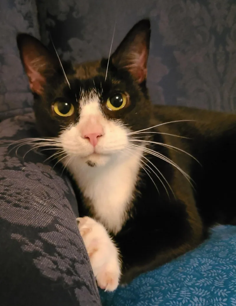 An adult medium-sized female Black & White / Tuxedo Domestic Short Hair cat named Dandelion for adoption in Ellijay, GA