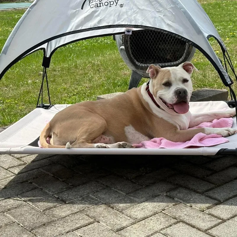 Chunky Monkey thumbnail 2