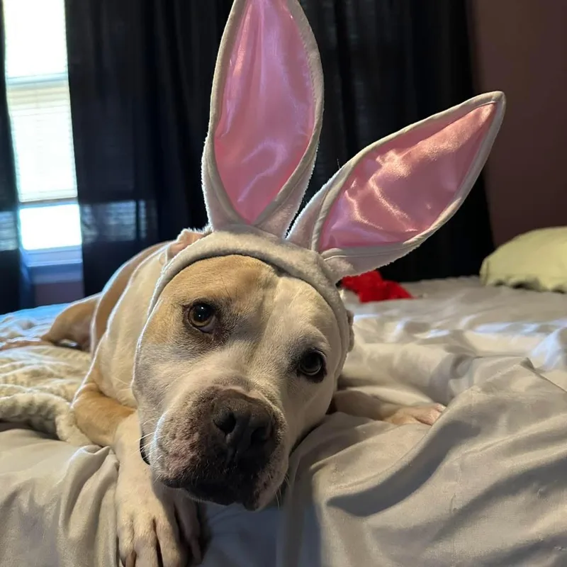 Chunky Monkey thumbnail 4