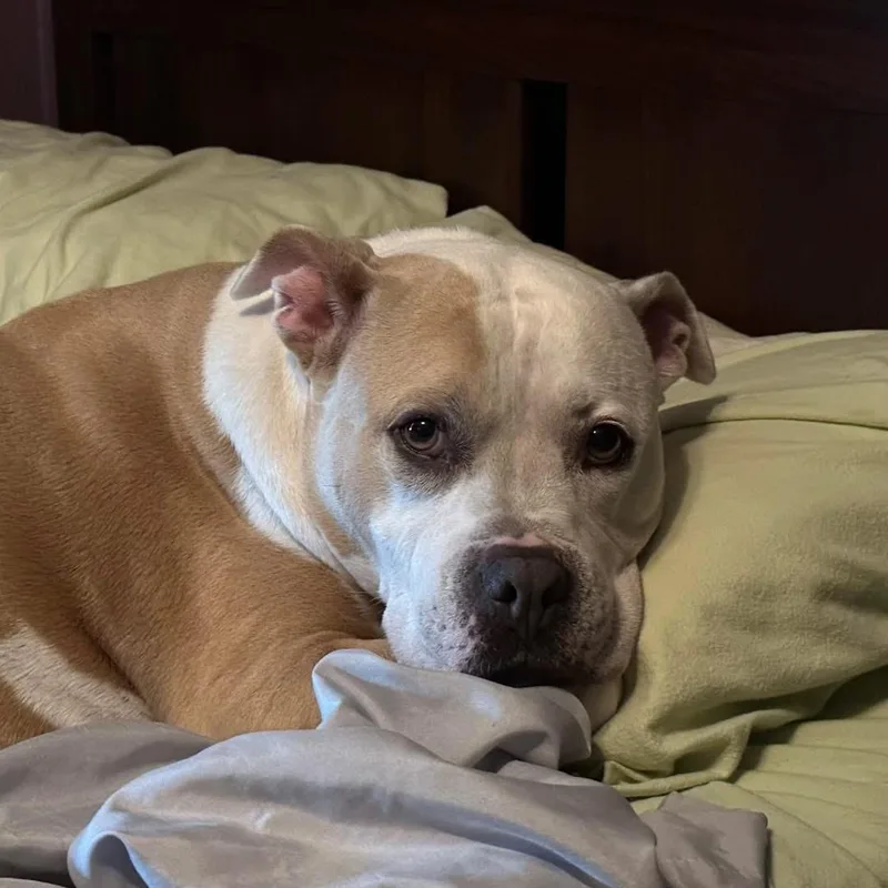 Chunky Monkey thumbnail 5