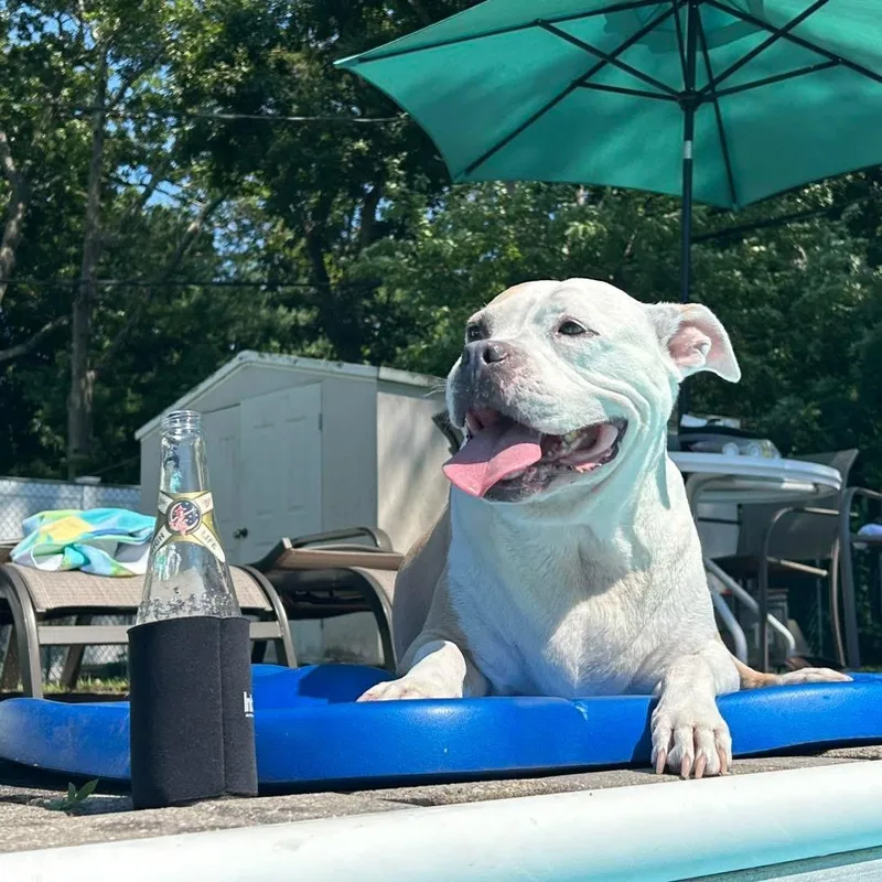 Chunky Monkey thumbnail 6