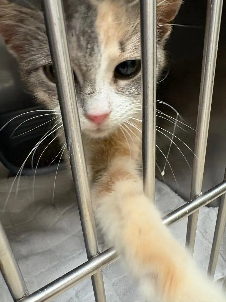 A baby medium-sized female Domestic Short Hair cat named Shirley for adoption in Mocksville, NC