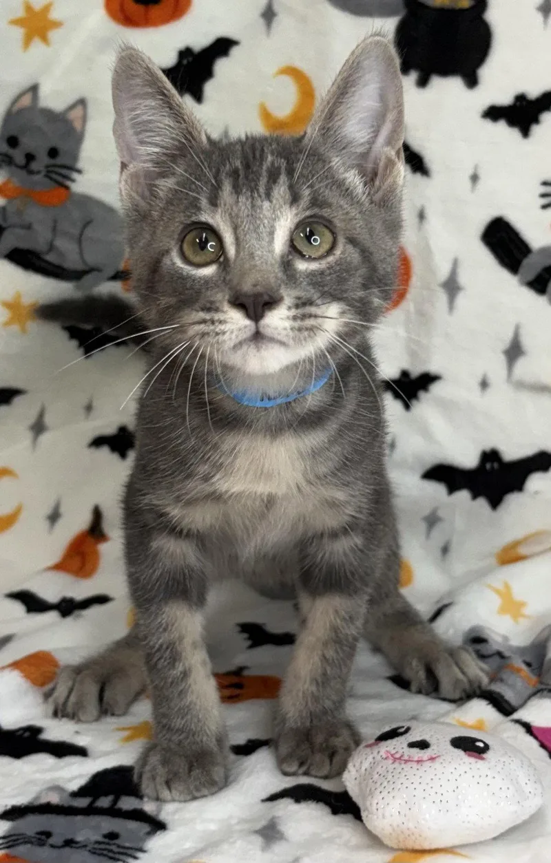 A baby medium-sized female Domestic Short Hair cat named Cool Whip for adoption in Wetumpka, AL
