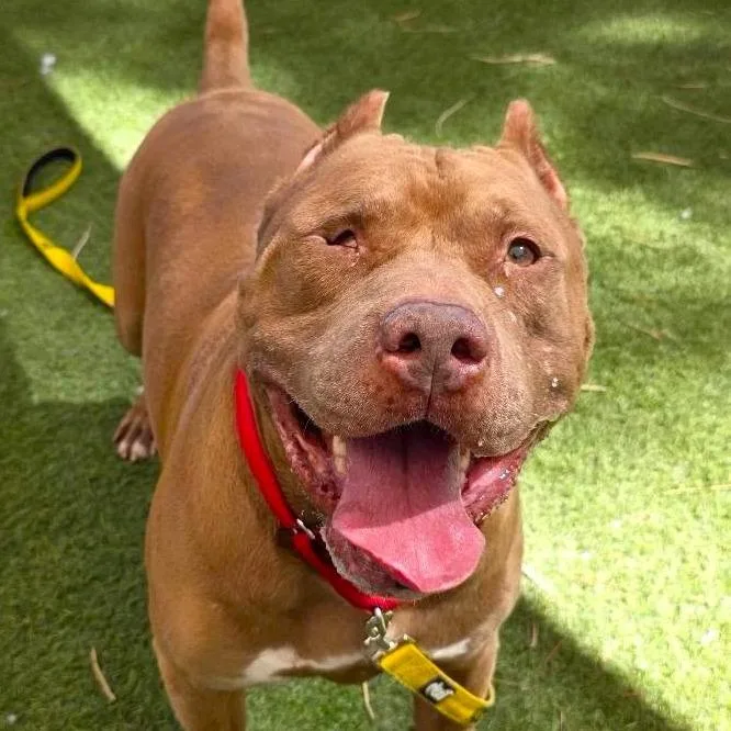 A senior large-sized male Pit Bull Terrier dog named Red King for adoption in Las Vegas, NV