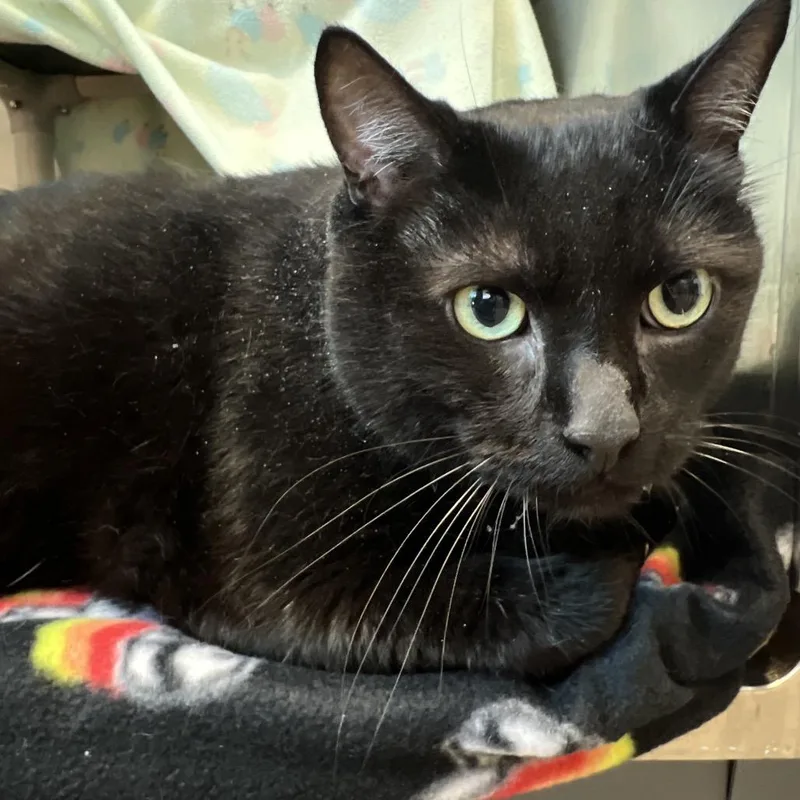 A senior extra large-sized male Black Domestic Short Hair cat named Pyat for adoption in Matteson, IL