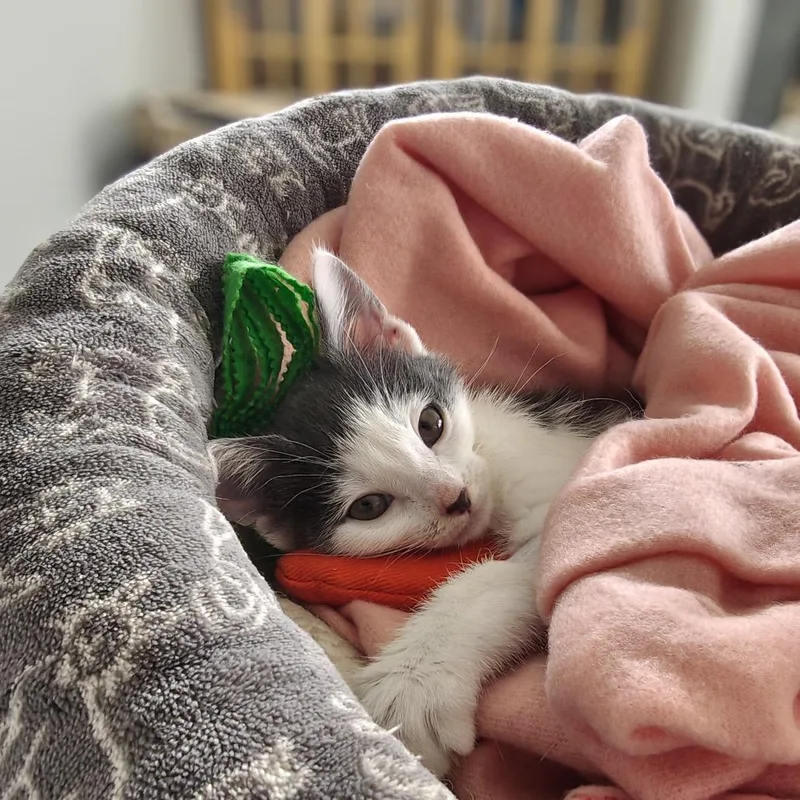 A baby small-sized female White Domestic Short Hair cat named Mopey for adoption in Winston Salem, NC
