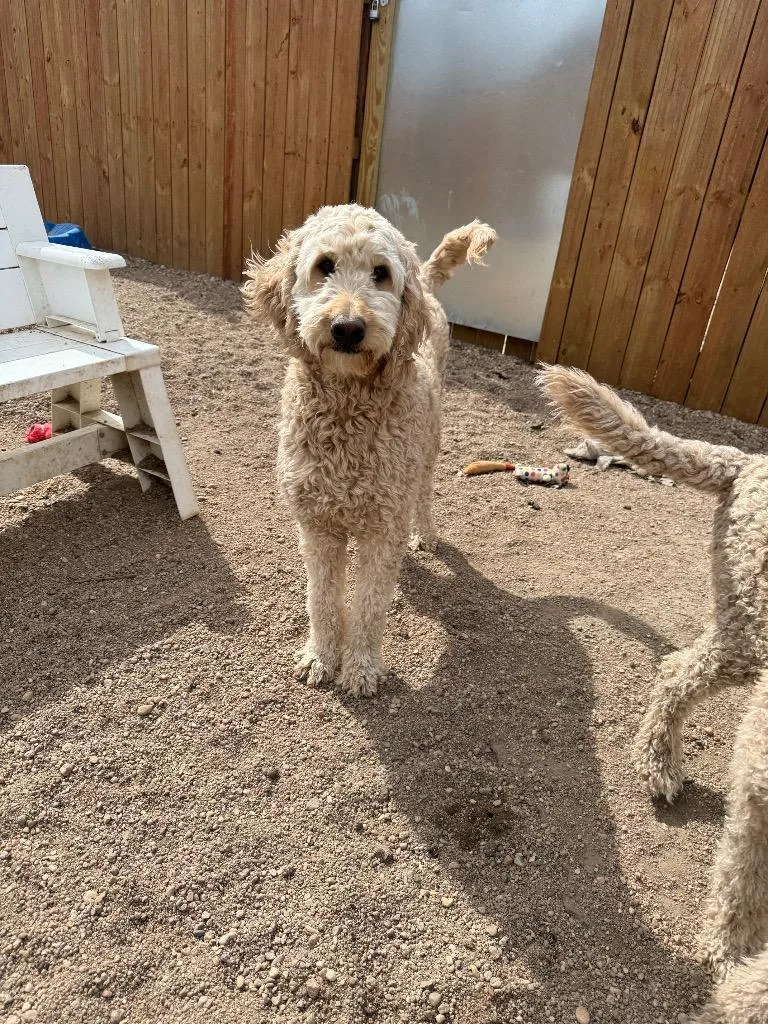 An adult large-sized male Golden Retriever dog named Brody for adoption in Hastings, NE