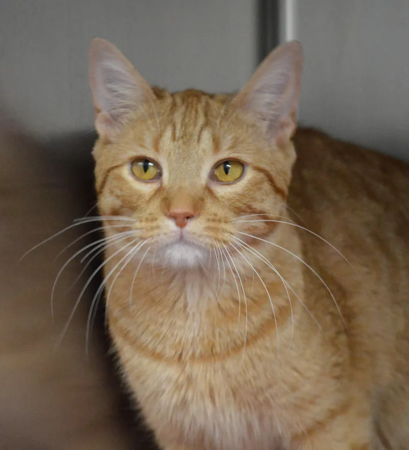 A baby medium-sized female Orange / Red Domestic Short Hair cat named Jelly for adoption in House Springs, MO