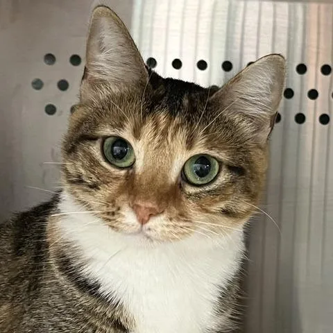 A young medium-sized female Torbie Domestic Short Hair cat named Princess Two Lips for adoption in Baltimore, MD