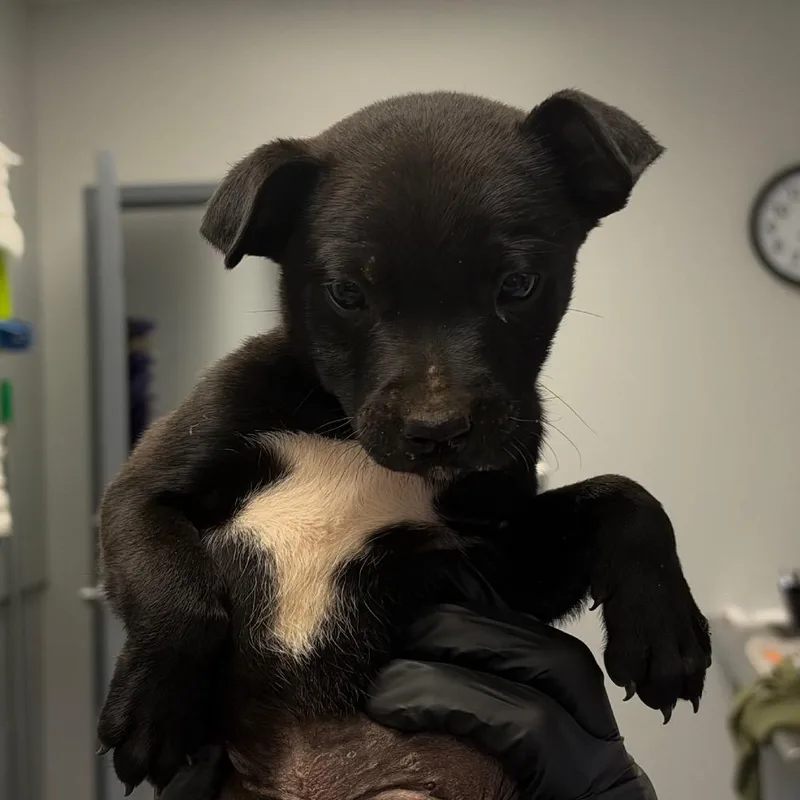 A baby small-sized male Mixed Breed dog named Groot for adoption in Greenville, SC