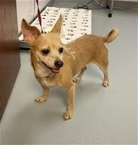 An adult small-sized female Chihuahua dog named Electra for adoption in Saint Cloud, FL