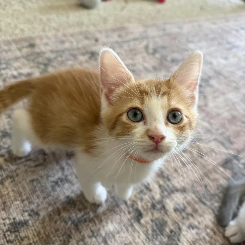 A baby medium-sized male Domestic Short Hair cat named Colonel Mustard for adoption in Chattanooga, TN