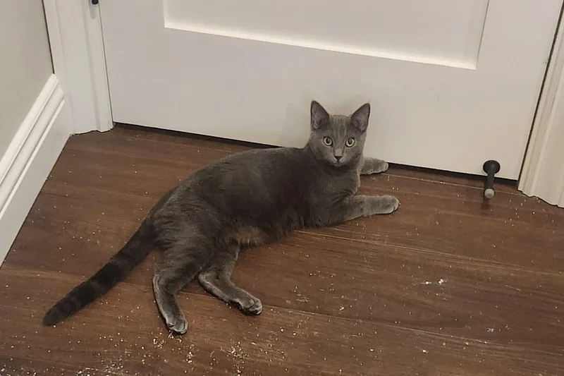 A young medium-sized female Gray / Blue / Silver Domestic Short Hair cat named Merry for adoption in Morgan Hill, CA