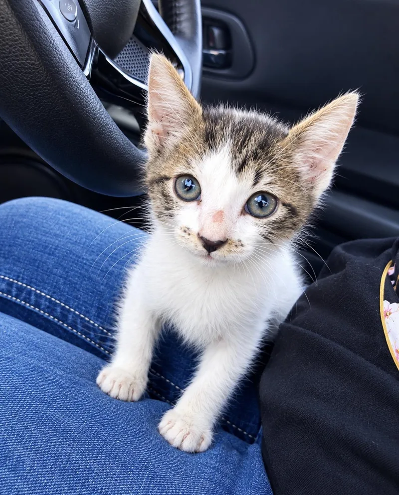A baby medium-sized female American Shorthair cat named Hope for adoption in Brownsville, TX