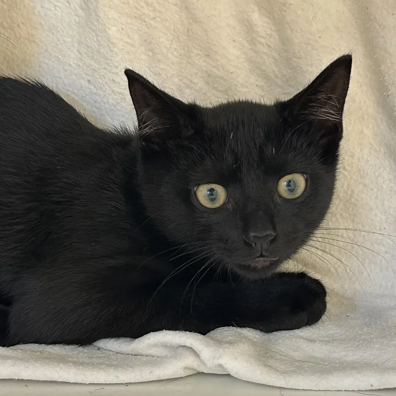 A baby small-sized male Black Domestic Short Hair cat named Boo for adoption in Manassas, VA