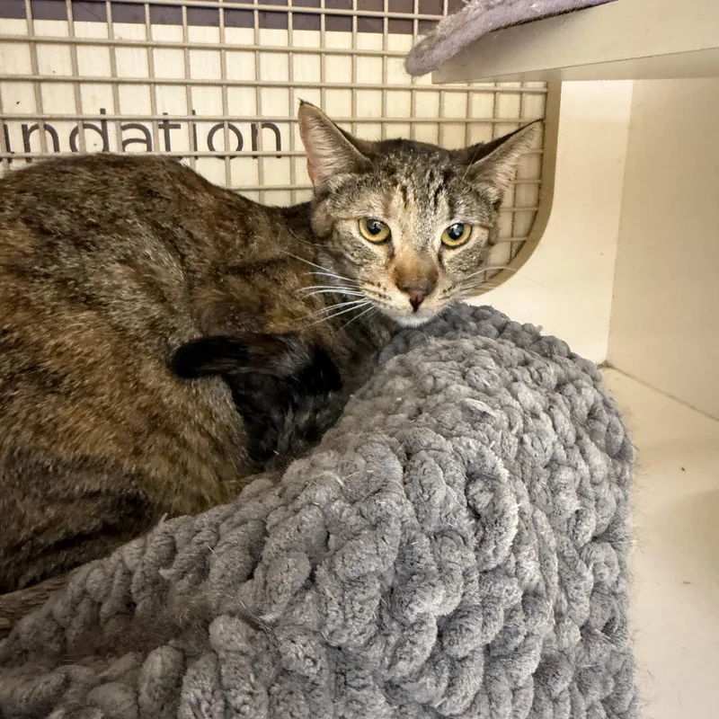 Kiwi Princess thumbnail 2