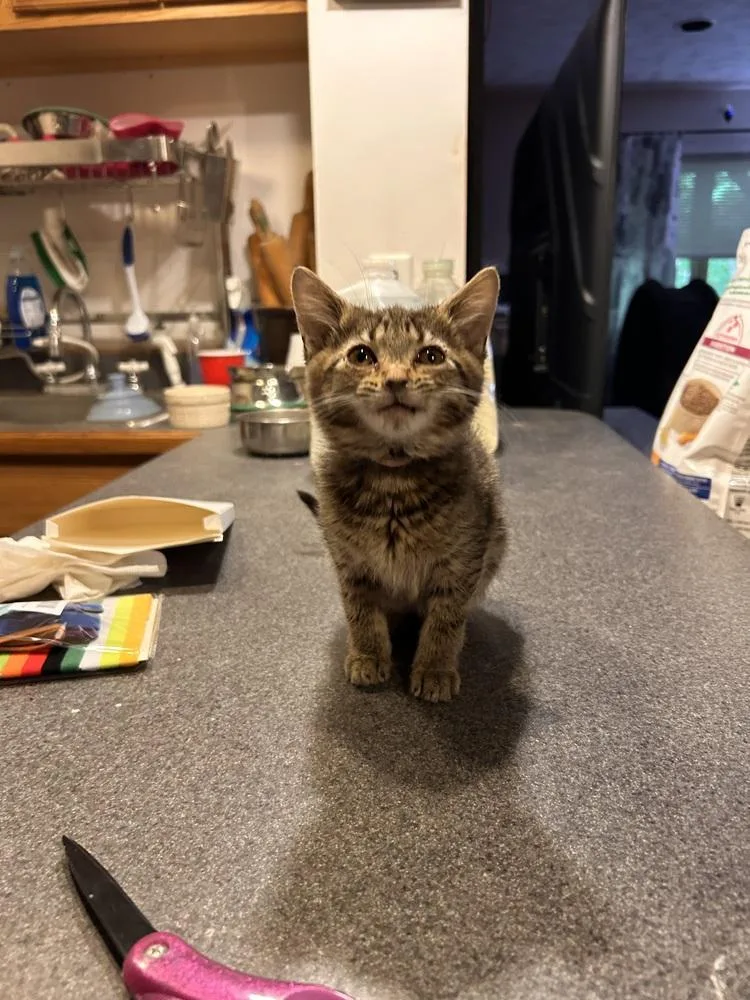 A baby small-sized female Domestic Short Hair cat named Escargot G. for adoption in Peoria, IL
