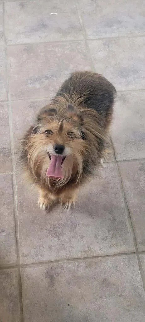 An adult medium-sized female Pomeranian dog named Marley for adoption in Utica, MI